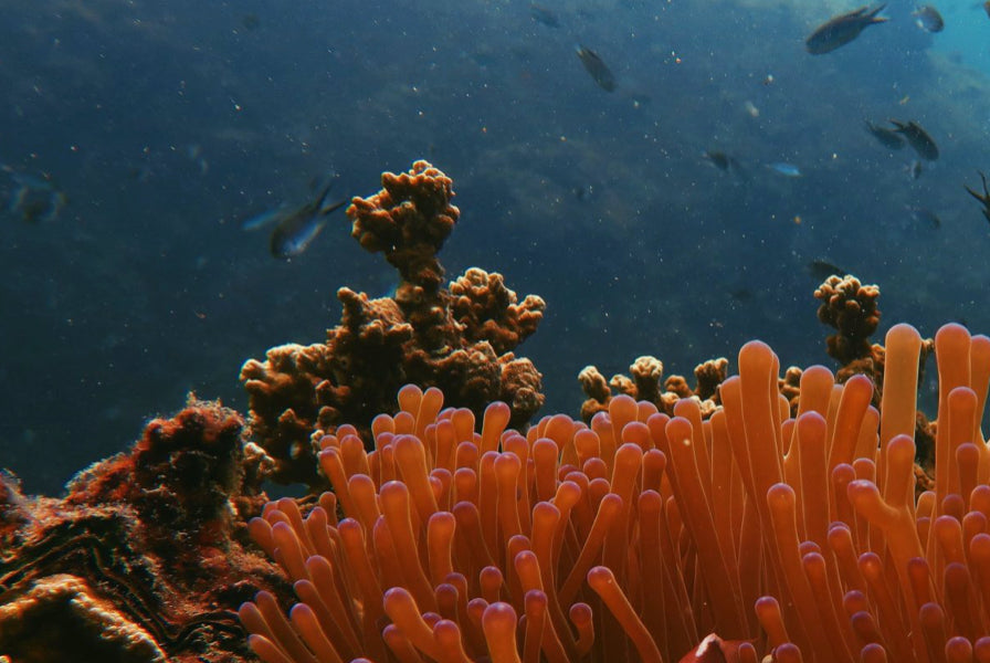 Coral und O2 - die perfekte Kombination